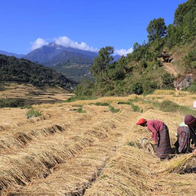 punakha fields Windhorse Tours