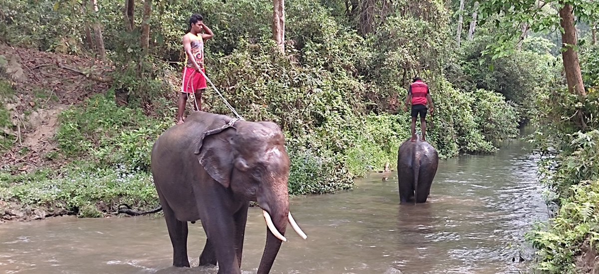 Into the Wild: Exploring Chitwan and Bardiya Into the Wild: Exploring Chitwan and Bardiya