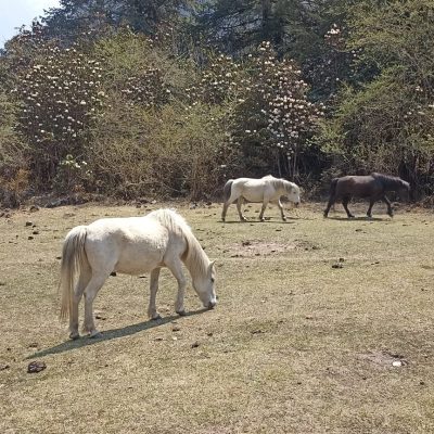 Langtang Valley Trek