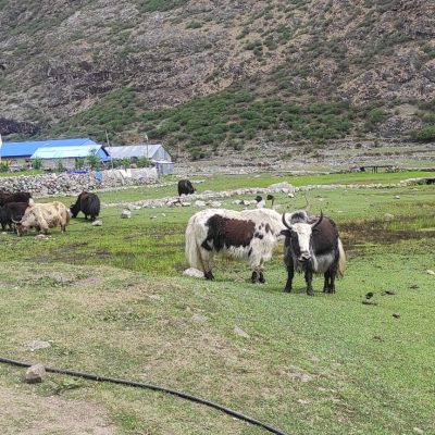 Langtang Valley Trek
