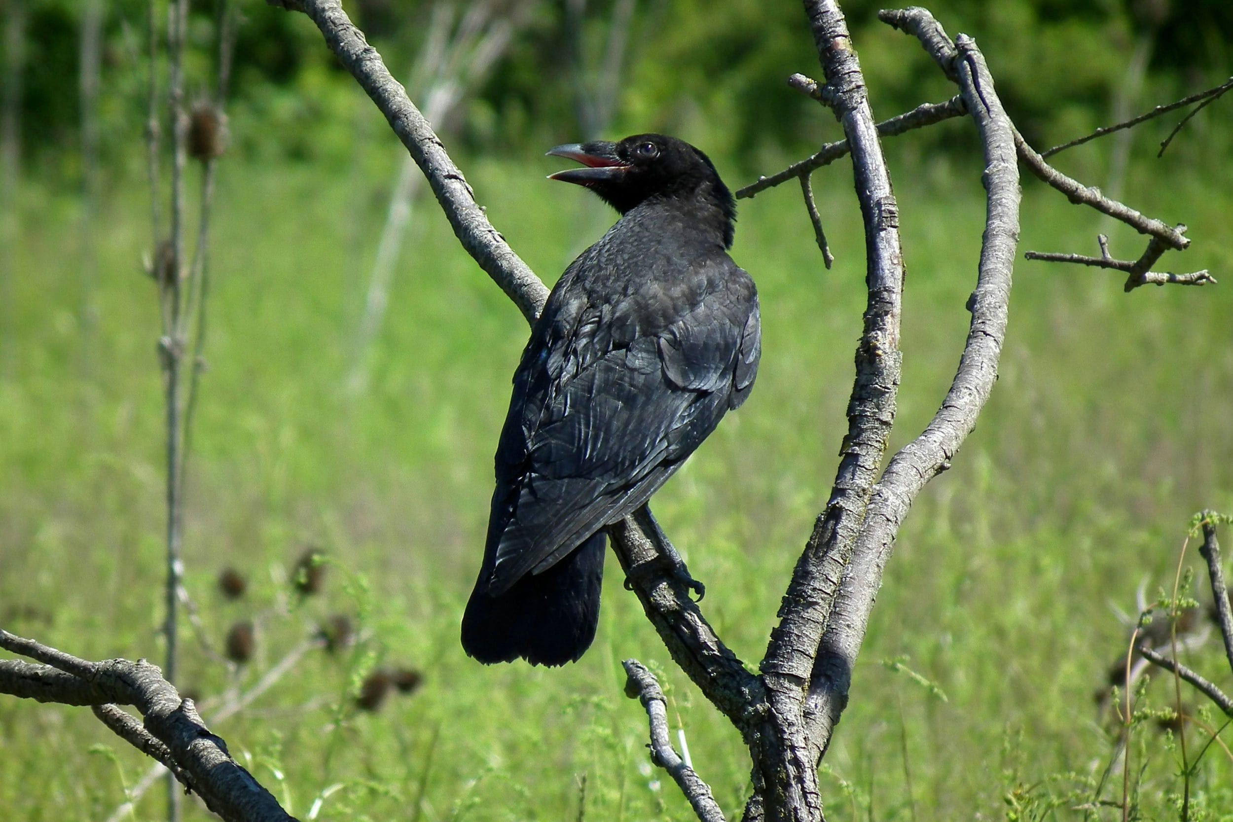 National Symbols of Bhutan 4 Windhorse Tours Raven : National Bird Photo by <a href="https://unsplash.com/@merlo24?utm_content=creditCopyText&utm_medium=referral&utm_source=unsplash">N. Merlo</a> on <a href="https://unsplash.com/photos/a-black-bird-sitting-on-top-of-a-tree-branch-WYH1An6Qz6w?utm_content=creditCopyText&utm_medium=referral&utm_source=unsplash">Unsplash</a>