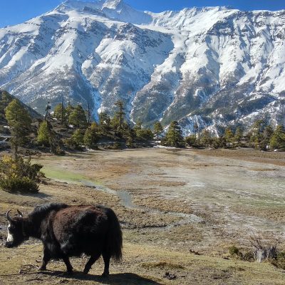 Yak pasture dhikur pokhari Windhorse Tours