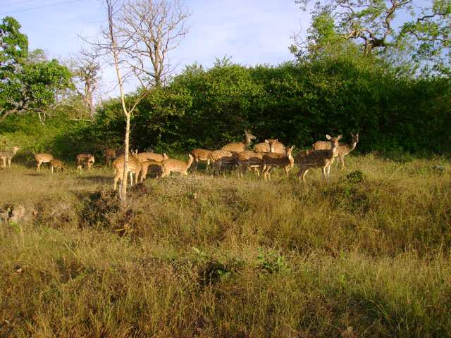 Mudumalai