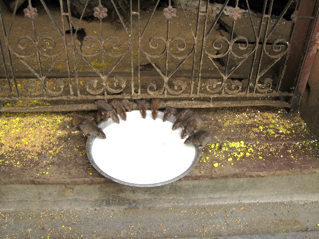 Karni Mata Temple