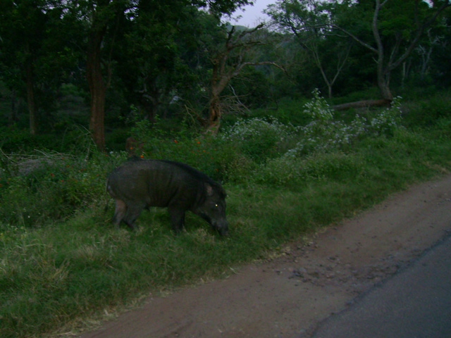 Mudumalai