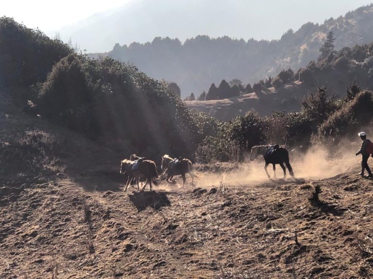 Horses moving through dust and morning light