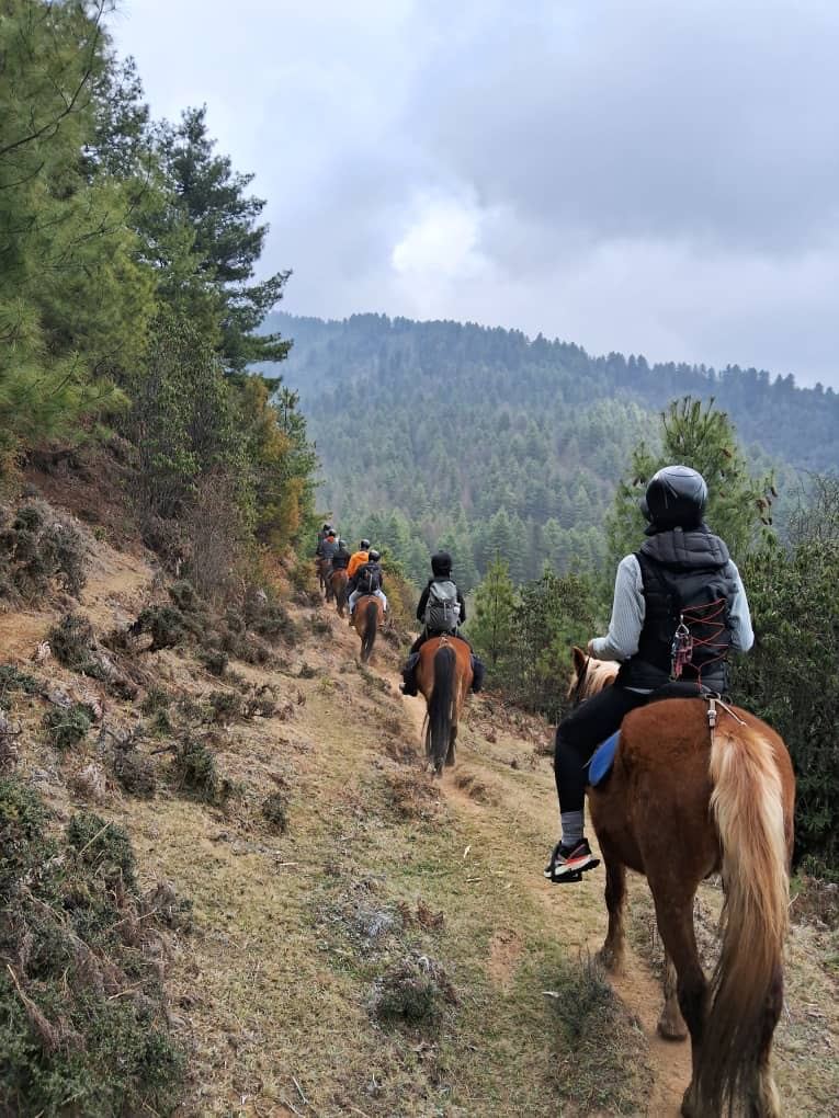Following the trail through pine forest